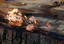 Srpski narodni običaji za BADNJE VEČE I BOŽIĆ Srpski narodni običaji za BADNJE VEČE I BOŽIĆ