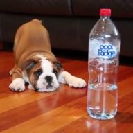 BEBA BULDOG U borbi za život! Prtiv flaše!