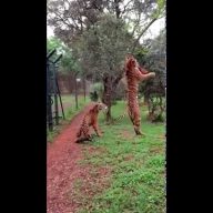 GLADNA CICA MACA: Usporeni snimak tigra u skoku za hranu (VIDEO)