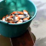 Nevetovatno hvatanje pirana golim rukama (VIDEO)