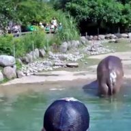 nilski-konj-prdi-na-decu