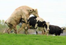 sajt za upoznavanje krava i bikova