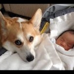 Čuvari beba: Pored ovakvih stražara vaša beba je sigurna (VIDEO)