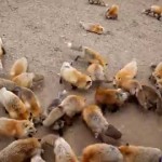 LIJE IZ VISOKOG DRUŠTVA: U ovom selu živi najviše lisica