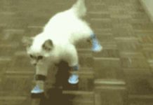 Mačke iz ministarstva za blesavo hodanje