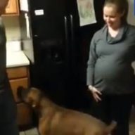 pas-brani-stomak-trudnice