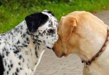 Stvari koje radi svaki vlasnik psa a neće to da prizna vlasnik psa