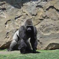 gorilla
