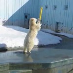 Kako se zeza polarni meda (VIDEO)