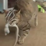 macka-protiv-oktopoda