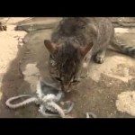 MAČKA PROTIV OKTOPODA: Prikačio joj se za glavu, kao u horor filmu