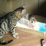 Nasmejaće vas: Kad mama maca priča sa mačićima! (VIDEO)