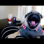 Preslatko i zarazno: Posle ovog snimka će vam se odmah prispavati! (VIDEO)