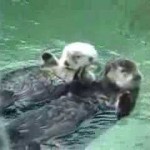 PRESLATKO: Morske vidre se drže za ruke dok spavaju! (VIDEO)