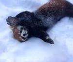 PRESLATKO: Ove crvene pande će vas podsetiti kako je to biti klinac na snegu! (VIDEO)