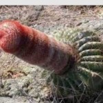 Proverite da li ste seksualni manijak?! (VIDEO)