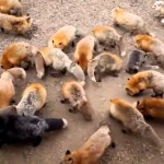 SAMO U JAPANU: Selo puno slatkih lisica (VIDEO)