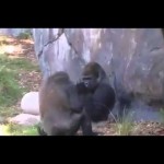 (VIDEO) HIT U ZOOLOŠKOM VRTU: Gorila pokazao srednji prst svom drugaru!