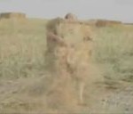 (VIDEO) KAO OD MAJKE ROĐEN! Go muškarac skočio u kombajn i balirao se u kocku od slame!