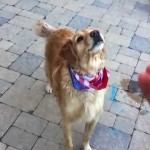 (VIDEO) URNEBESNO: Pas uči da hvata hranu, ali mu nikako ne ide!