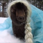 (VIDEO) ZLATOKOZA: Pogledajte preslatku kozicu prerušenu u Elzu iz crtaća Frozen!