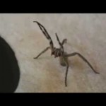 ŽENE, ČUVAJTE MUŽA: Kada ga ujede pauk iz banane, erekcija traje satima!