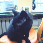 ČUDO OD MAČKE: Kao medicinska sestra pomaže bolesnim životinjama! (VIDEO)