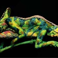 kameleon-cica
