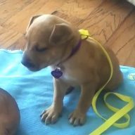 Najslađe na svetu: Pas koji ne laje a i ne ujeda! (VIDEO)