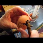 Pripreme za Uskrs: kako da išarate jaja voskom (FOTO + VIDEO)