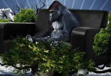 BOLE VAS LEĐA? To je zato što ste majmun