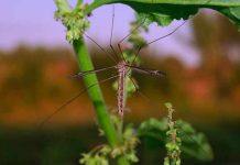Ove tri biljke su SMRT ZA KOMARCE!