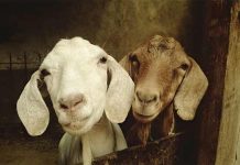 Koliko vredite u kozama?