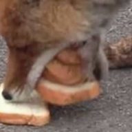 lisica-pravi-sendvic