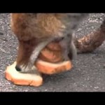 Pogledajte kako lisica iz Černobilja pravi sendvič! (VIDEO)