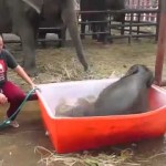 SLONČE U LONČE: Beba slona pokušava da uđe u kadu (VIDEO)