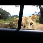 (VIDEO) REALNI HOROR: Kad ti lavica uđe u automobil!