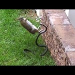 Brave mama rabit fights off snake attacking her babies!