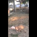 LETEĆI PAS – ČUDO IZ MEKSIKA: Pit Bul se penje uz zid ko od šale! (VIDEO)