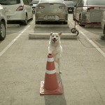 NAJVERNIJE BIĆE NA PLANETI: Pogledajte zašto ovaj video ima više od 4 miliona pregleda!