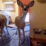 NEZVANI GOSTI: Dva laneta im ušla u kuću (video)