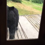 OVAJ VIDEO SU SVI PODELILI: Medved se toliko uplašio mačke da je pao sa trema!