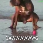 Pas koji neće da sluša – Najsmešniji trening ikad! (video)