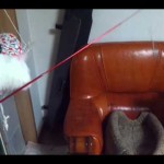 (VIDEO) CICA MACA: A kada budete videli ko je zadirkuje pecaljkom, smejaćete se provereno!