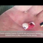 (VIDEO) ČUDESAN PRIZOR: Ptica senica se izleže na dlanu naučnika! Prelepo!