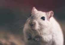 Ruska basna, a naša realnost: TO SE NAS NE TIČE...