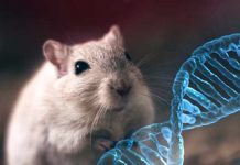 Tražeći lek za Alchajmera, naučnici stvorili super - inteligentne miševe