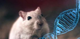 Tražeći lek za Alchajmera, naučnici stvorili super - inteligentne miševe