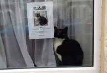 nestala mačka pronašla sama sebe