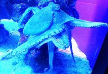 Naučnici otkrivaju: Imamo vanzemaljce u moru!?